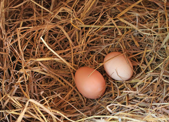 Two eggs lie on the background of hay
