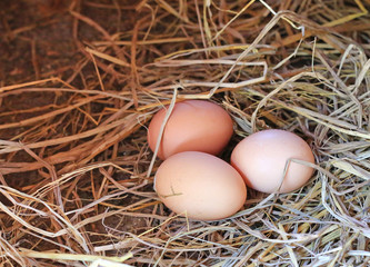 Eggs lie on the background of hay with copy space.