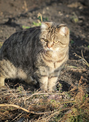 Naklejka na ściany i meble Cat on nature outdoors. Street cat, village cat in the garden. 