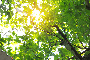 Tree foliage in morning light with sunlight