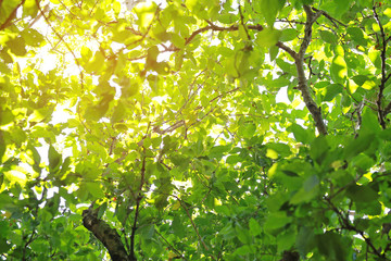 The sun shines through the trees in the forest.