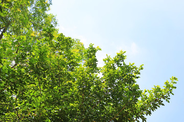 Tree leaf and branches in the garden against sky background with copy space.