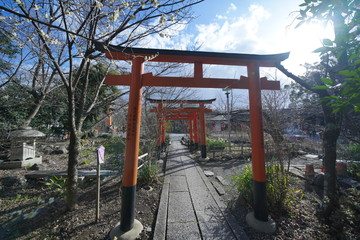 Fototapeta na wymiar 京都の平野神社