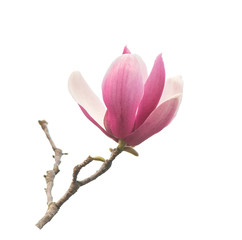 magnolia isolated on white background