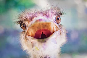 Tuinposter Close-up portret van boos grappig struisvogel dier camera kijken met open mond. Hoofd van kameel exotische vogel (Struthio camelus) in nationaal park. Natuur achtergrond.. © Евгений Шемякин