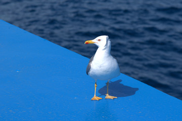 friendly gull posing on a ship, Aegean Sea, Greece