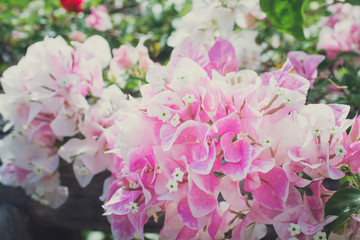pink and white flowers Bougainvillaea in the garden