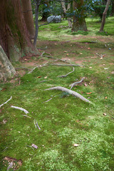 The traditional Japanese moss park with cypress trees. Kyoto. Japan