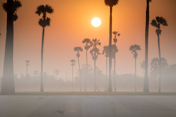 sugar palm tree view with the rice field when sunshine in the morning and wood empty table with fog on the top 
