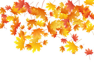 Maple leaves vector background, autumn foliage on white graphic design.