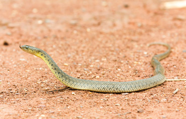 Checkered Keelback (Xenochrophis piscator), raising its head on the ground.