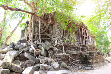 Fototapeta na wymiar Giant trees on ruin of Koh Ker complex, Cambodia