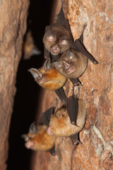 Intermediate Horseshoe Bat (Rhinolophus affinis).