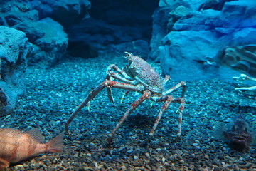 Crab