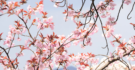 Branch of the blossoming sakura with pink flowers