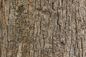 Pattern of teak bark surface.