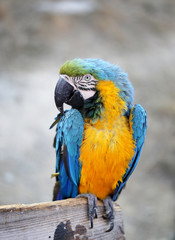Photo of a blue macaw