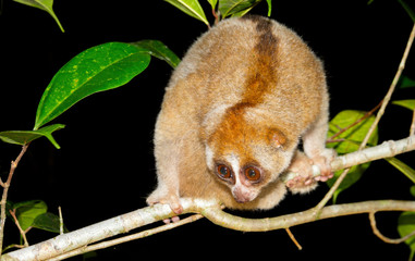 Sunda loris (nycticebus coucang)