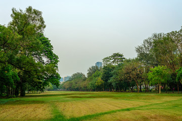 Beautiful evening light in public park with green grass field and green fresh tree plant