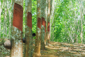 Rubber trees have been harvested.