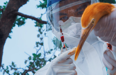 Officials make safe for random blood samples of wildlife.