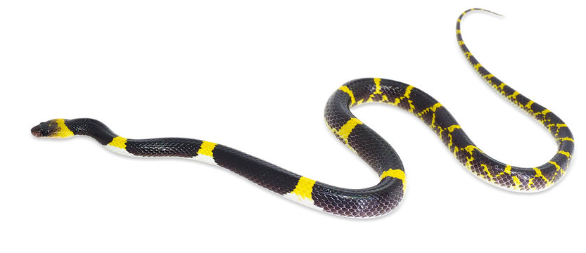 Laotian wolf snake (Lycodon laoensis).
