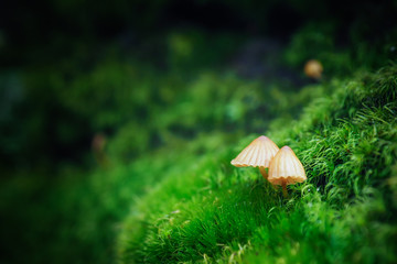 mushrooms Born on a green moss.