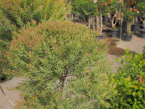 Close-up  Ellwood's Gold (Chamaecyparis Lawsoniana), known as Port Orford cedar or Lawson cypress growing in garden nature blurred background.