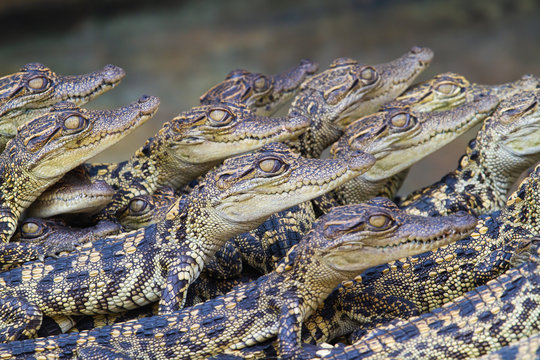 Baby crocodiles. Hybrid crocodile.