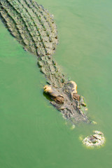 Old crocodiles