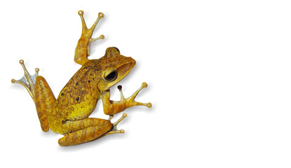 Tree frog (Polypedates leucomystax), brown tone was in the position of jumping on white background....
