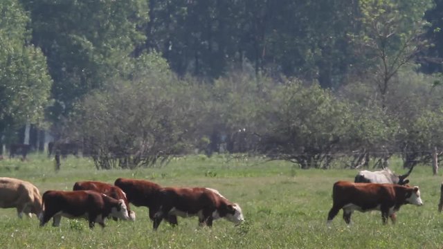 Cattle grazing in Kopacki rit, Croatia