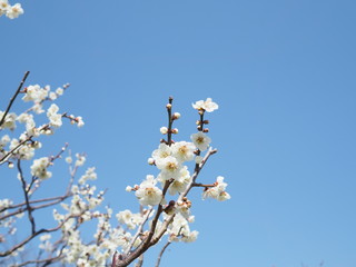 梅
