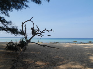 tree on the beach