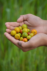 Indian Jujube or Ziziphus mauritiana in hand at field