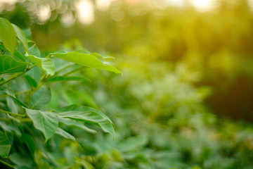 Fresh spring tree in early morning.