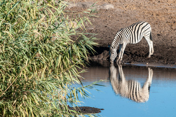 A Burchell's Plains zebra -Equus quagga burchelli- drinking from a waterhole in Etosha National Park, Namibia.