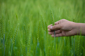 Man hand holding a green wheat spikes in the wheat field