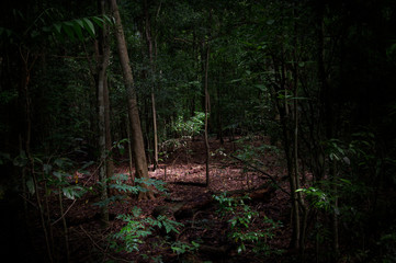 Dimly lit rainforest green landscape