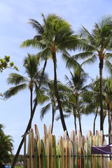 Surfboard with Palm tree