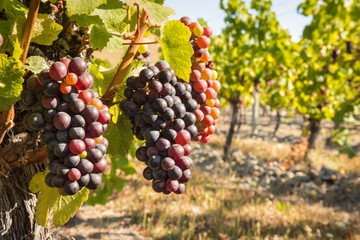 closeup of red grapes on vine growing in organic vineyard at harvest time
