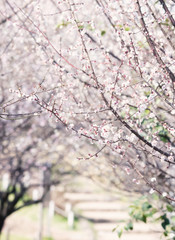 Prunus mume　Plum blossom　Japanese White-eye