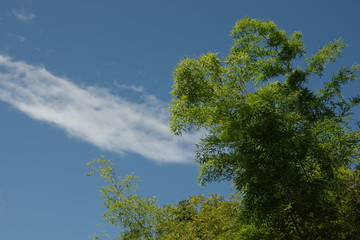 青空に映える竹の葉