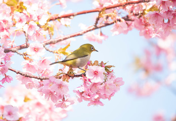 Cherry blossoms　　birds　Japanese White-eye