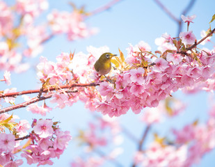 Cherry blossoms　　birds　Japanese White-eye