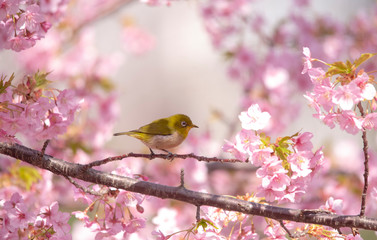 Fototapeta premium sakura Cherry blossoms