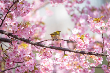 sakura Cherry blossoms