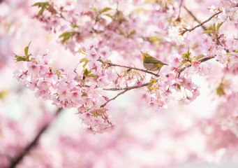 Fototapeta na wymiar sakura Cherry blossoms