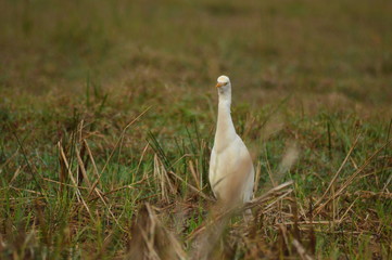 bird in grass