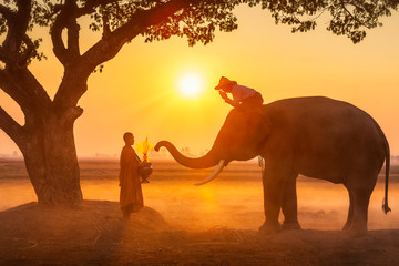 The elephants are giving alms to monks. Thai people and elephant jointly give alm to monk. elephant...